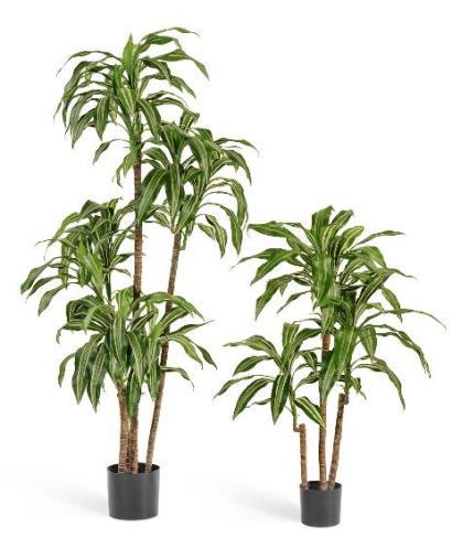 Драцена Джанет Крейг бело-зеленая