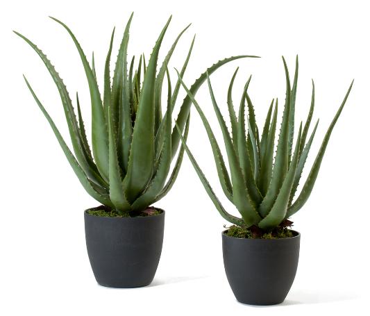 Алоэ куст в горшке