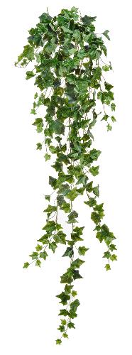 Английский плющ Олд Тэмпл зеленый