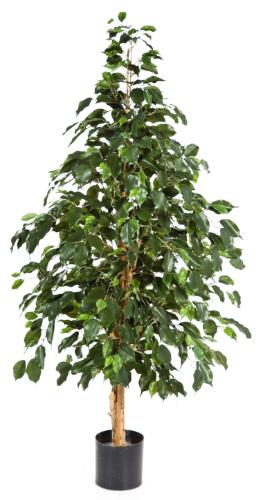 Фикус Бенжамина натуральный 