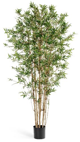 Бамбук Японский ориенталь