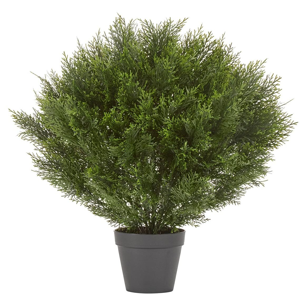 Туя уличная Брабант шаровидная в-80 см