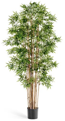 Бамбук Новый японский