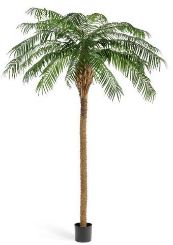 Финиковая пальма де Люкс