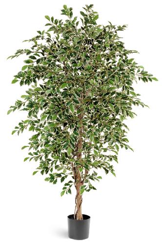 Фикус Фолиа зеленый 