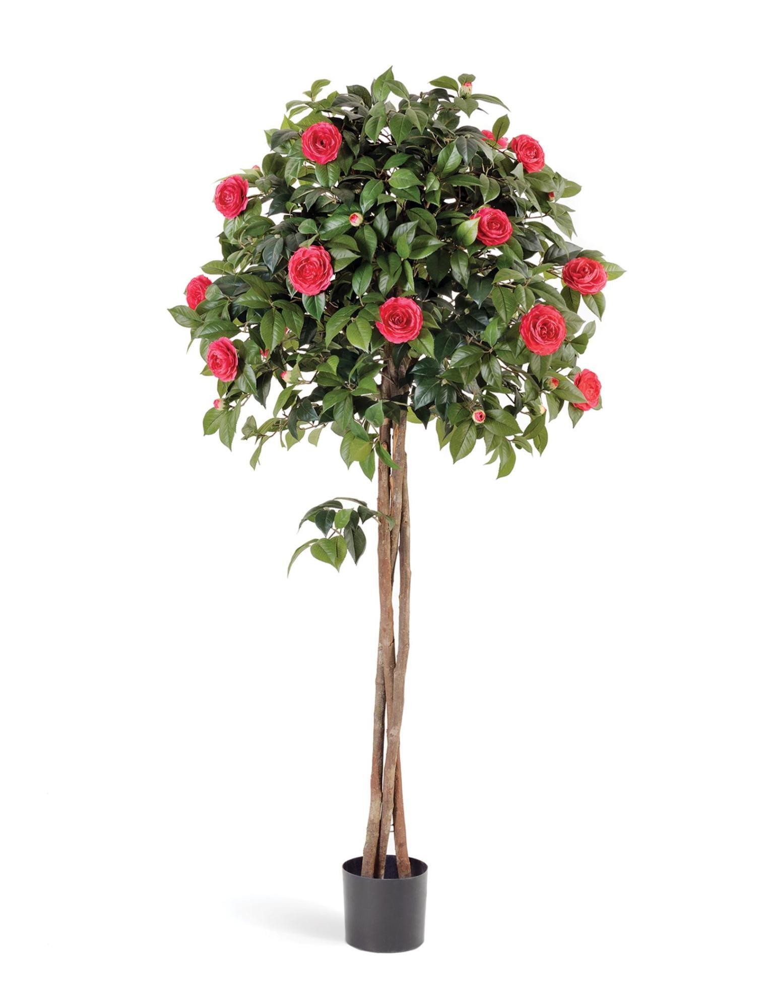 рододендрон тюльпановое дерево. цветы розы дерево. розария дерево. камелия древовидная. цветы розы дерево.