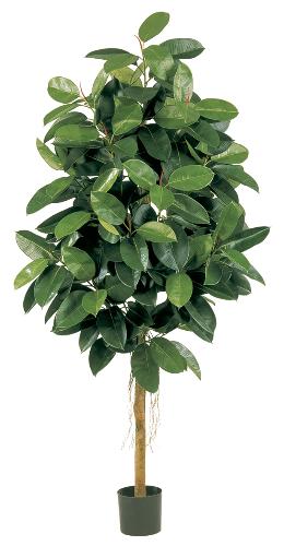 Фикус Эластика зеленый