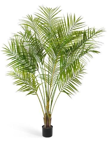 Пальма Арека Новая 10.0213031