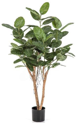 Фикус Одри Бенгальский