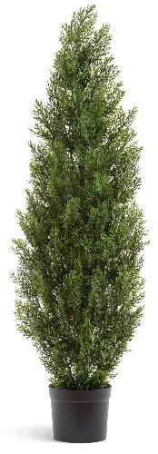 Туя Эйр Элеганс уличная