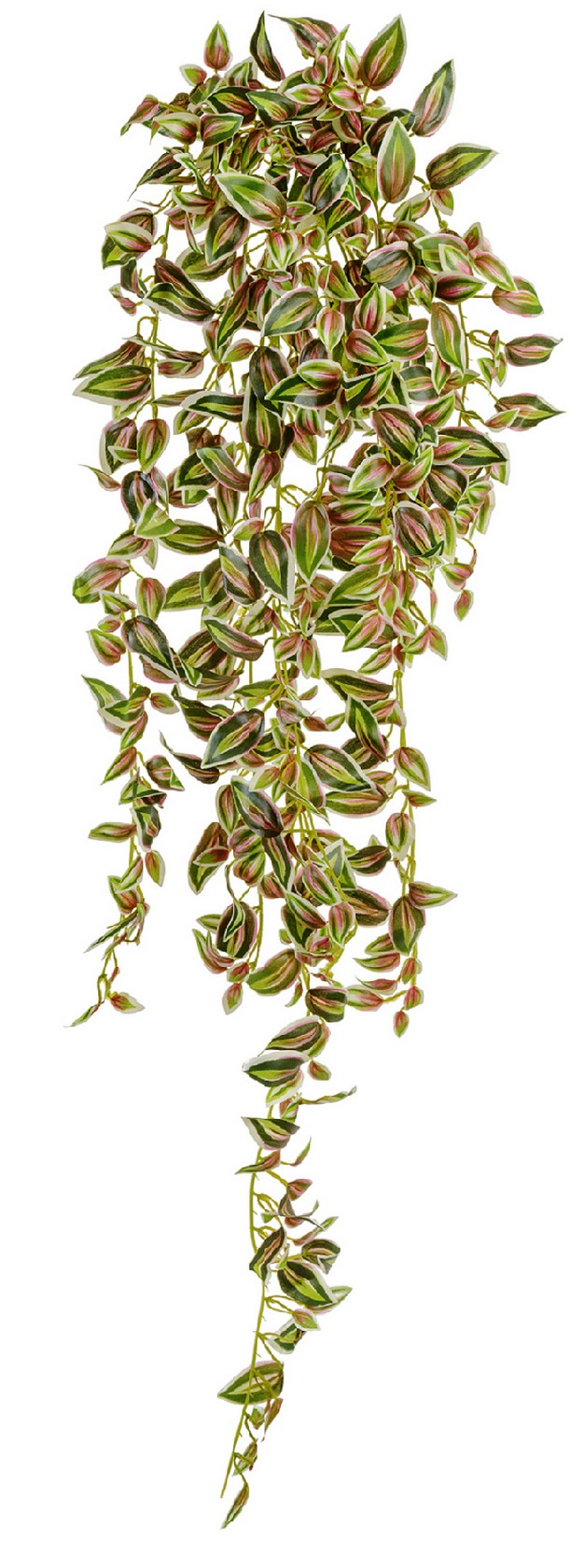 Традесканция бело-зеленая с розовым большая в-90 см (серия MDP) 12/72