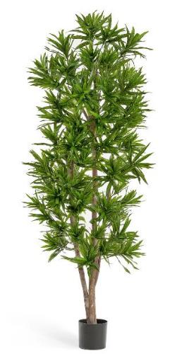 Драцена Рефлекса 