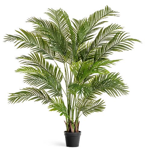 Пальма Арека Хризалидокарпус, 7 стволов , 26 листов