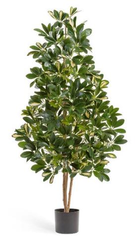 Шеффлера натуральная пестрая