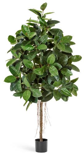 Фикус Эластика зеленый 