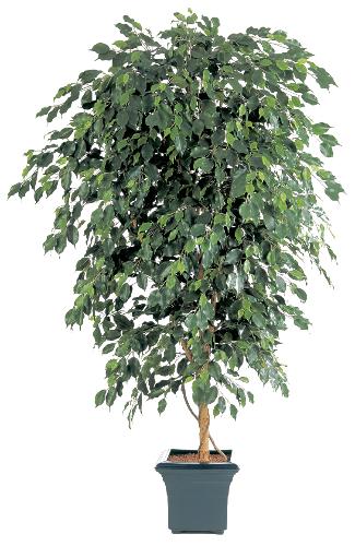 Фикус Бенжамина Де Люкс 