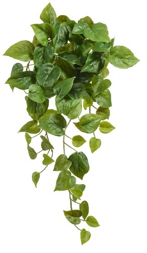 Филодендрон Сканденс ампельный малый