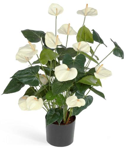 Антуриум Де Люкс большой куст кремовый в кашпо