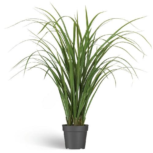 Лемонграсс трава зелёная высокая в горшке