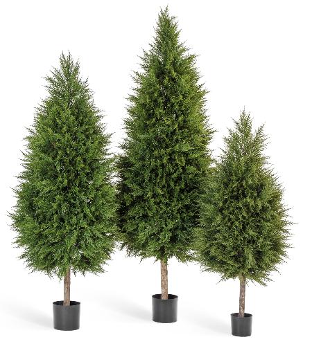 Кипарис Тауэр уличный новый