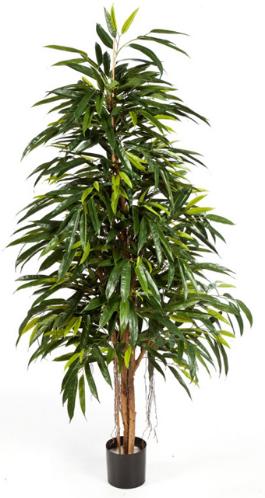 Лонгифолия Роял Нэйчерел