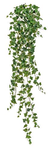 Английский плющ Олд Тэмпл зеленый
