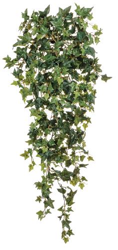 Английский плющ Новый