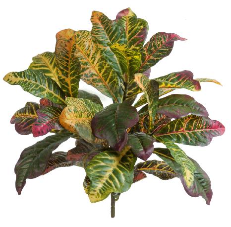 Кротон куст Мидл зелёно-жёлто-розовый