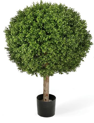 Самшит Шар уличный на коротком стволе