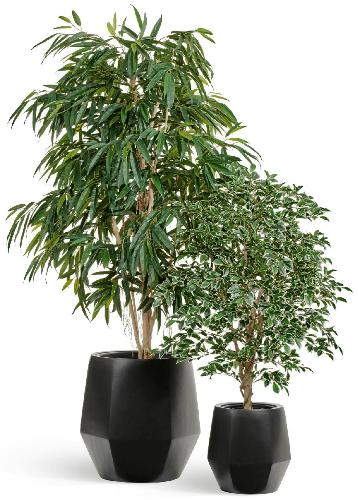 Сет № 5 - Лонгифолия Роял и Фикус Фолиа в кашпо Treez Effectory Crystal