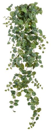 Сциндапсус Пиксус серебристо-зелёный