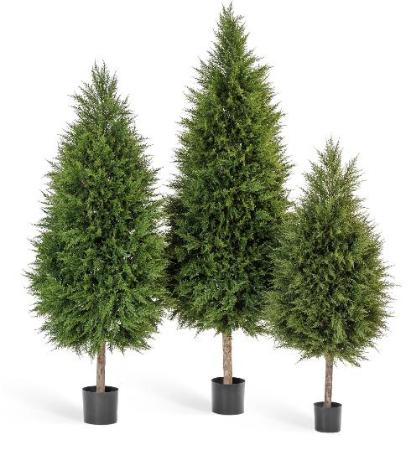 Кипарис Тауэр уличный новый