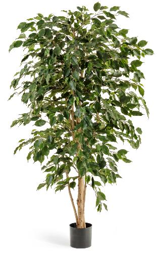 Фикус Бенжамина Нитида