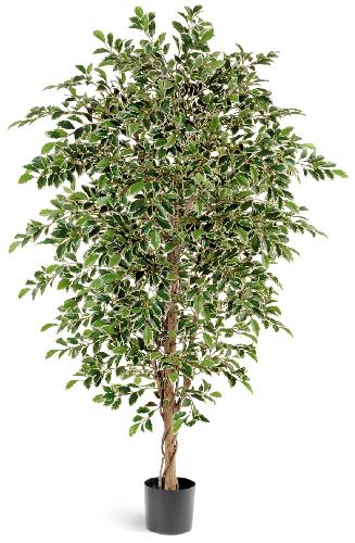 Фикус Фолиа пестрый