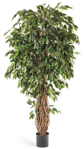 Фикус лиана де люкс