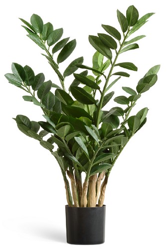 Замиокулькас кустовой