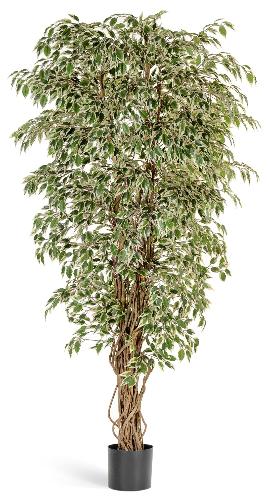 Гавайский фикус лиана пестролистный