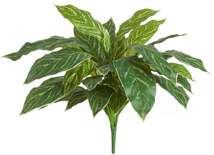 Аглаонема Страйпс куст бело-зелёный