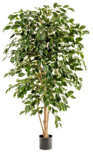 Фикус Бенжамина Нитида