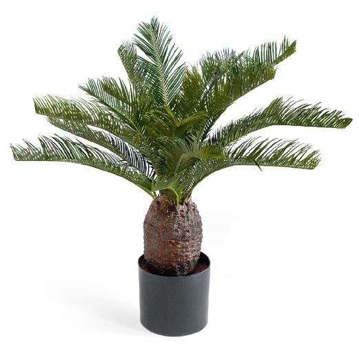 Пальма Цикас 