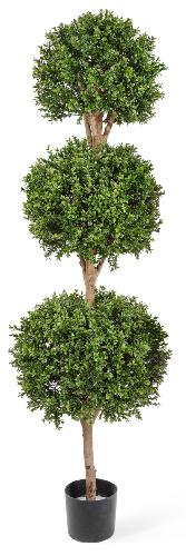 Самшит шар тройной уличный новый