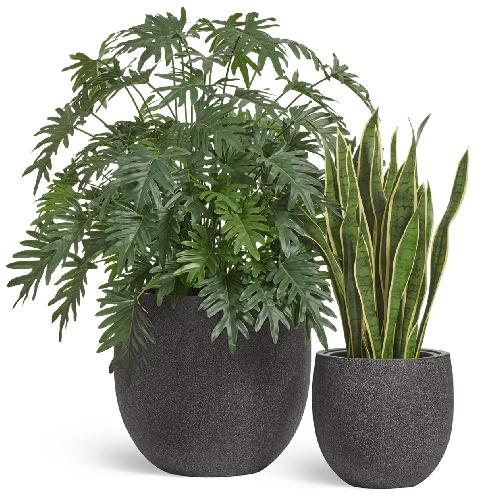 Композиция с Филодендроном и сансевиерией в кашпо Treez Effectory Stone Чаша 70.24-1021-GR