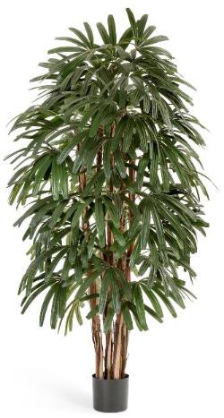 Рапис пальма широколистная 