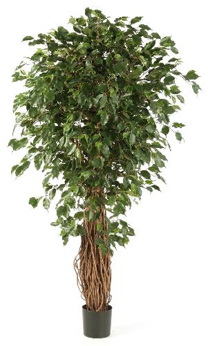 Фикус Бенжамина Лиана Де Люкс 