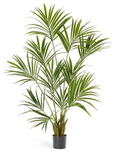 Пальма Кентия (Ховея)