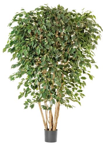 Фикус Бенжамина многоствольный