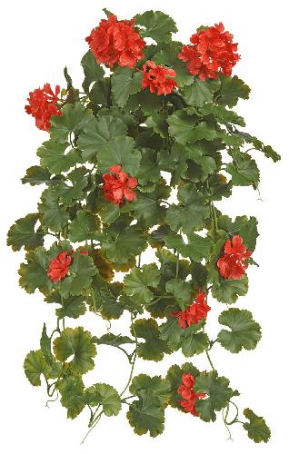 Герань ампельная красная (UV-фильтр)