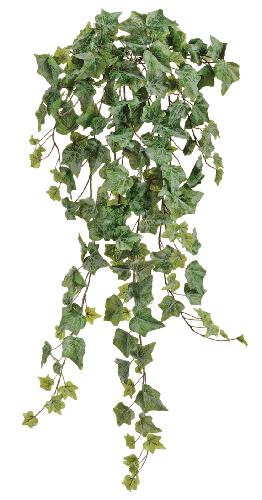 Английский плющ Олд Тэмпл припыленно-зеленый