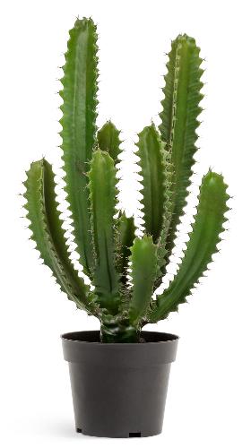 Кактус Цереус Стайл