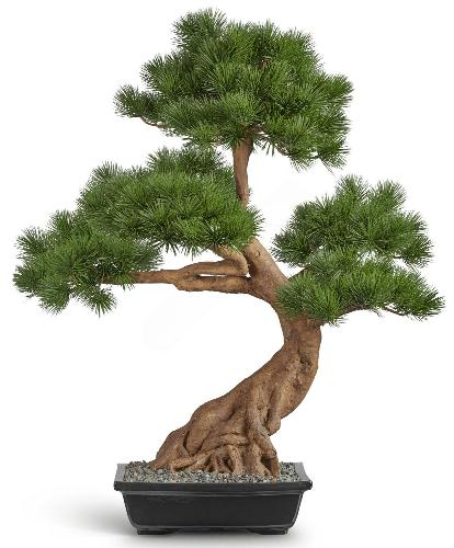 Бонсай Сосна Японская белая Негиши в керамическом кашпо 10.46002N